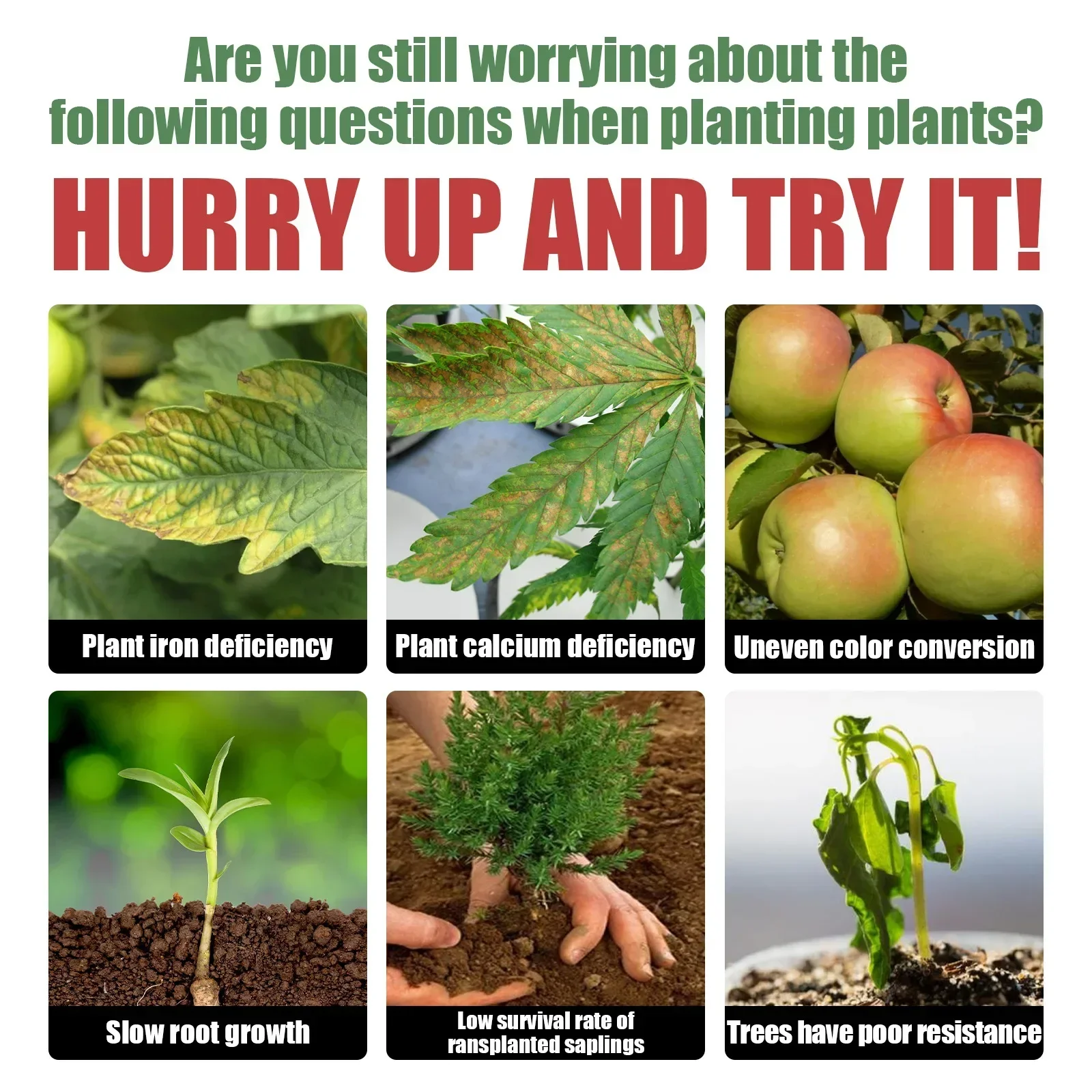 Rare Plant Rooting Powder Plan – Roots Nutrition & Fitness Inglewood Photos recenzja i cena